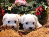 Maltese Terrier Yavrularım Sağlık Ve Irk Garantilidir