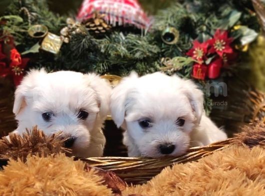 Maltese Terrier Yavrularım Sağlık Ve Irk Garantilidir görsel