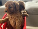 Orjinal Irk Toy Poodle Bebeklerim