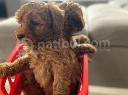 Orjinal Irk Toy Poodle Bebeklerim görsel