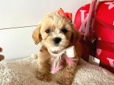 ORJİNAL MALTİPO YAVRULAR