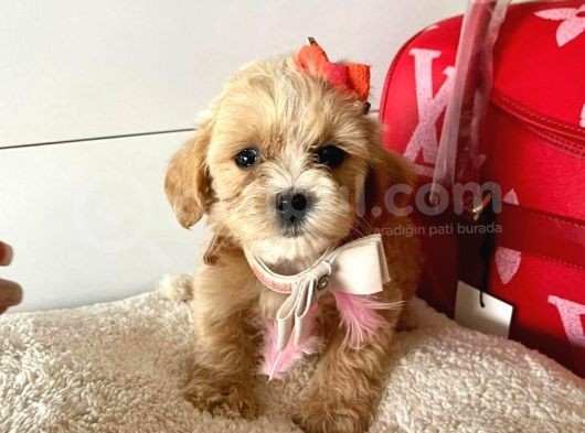 Orji̇nal Malti̇po Yavrular