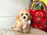 Orji̇nal Malti̇po Yavrular