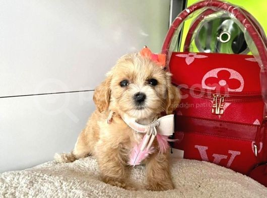 Orji̇nal Malti̇po Yavrular görsel