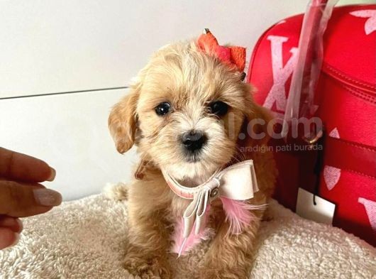 Orji̇nal Malti̇po Yavrular görsel