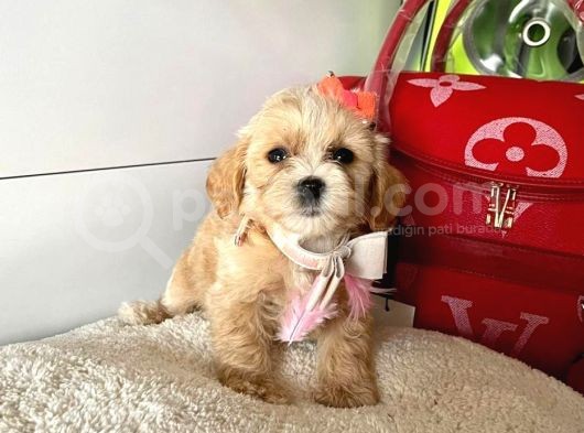 Orji̇nal Malti̇po Yavrular görsel