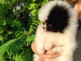Pandayla Karıştırılan Boo Bebek