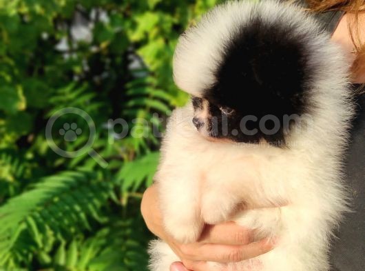 Pandayla Karıştırılan Boo Bebek görsel