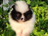Pandayla Karıştırılan Boo Bebek