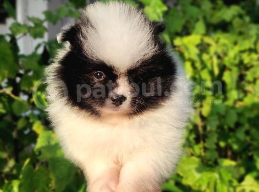 Pandayla Karıştırılan Boo Bebek görsel