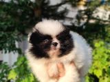 Pandayla Karıştırılan Boo Bebek