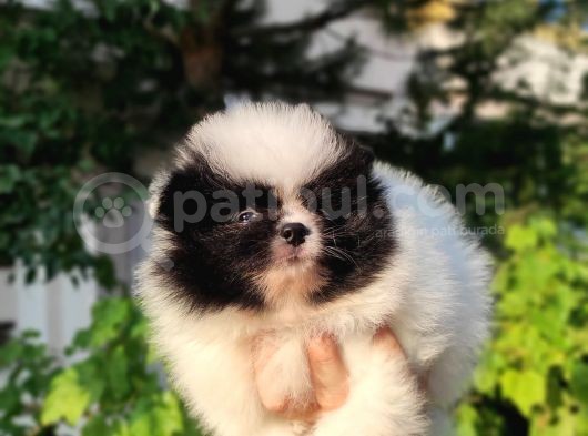 Pandayla Karıştırılan Boo Bebek görsel