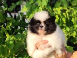 Pandayla Karıştırılan Boo Bebek