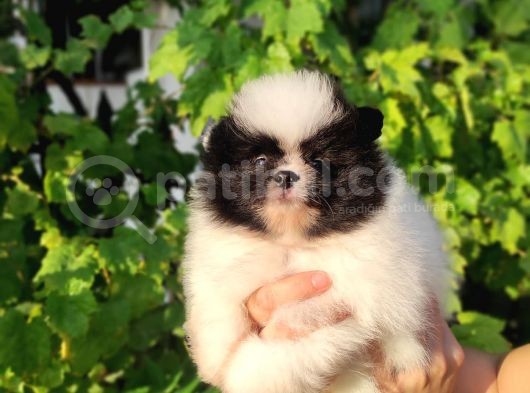Pandayla Karıştırılan Boo Bebek görsel