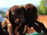 Son 1 Ad Çikolata Rengi Labrador Yavrumuz