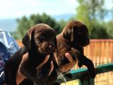 Son 1 Ad Çikolata Rengi Labrador Yavrumuz