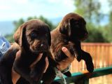 Son 1 Ad Çikolata Rengi Labrador Yavrumuz
