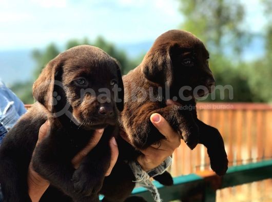 Son 1 Ad Çikolata Rengi Labrador Yavrumuz görsel