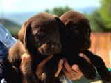 Son 1 Ad Çikolata Rengi Labrador Yavrumuz