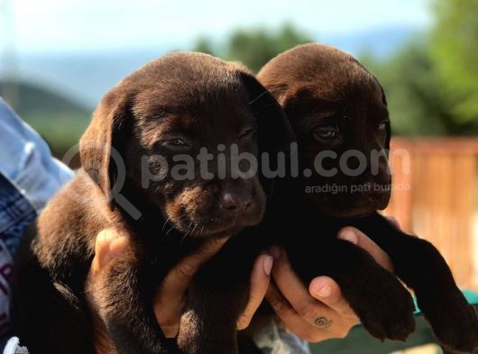 Son 1 Ad Çikolata Rengi Labrador Yavrumuz görsel