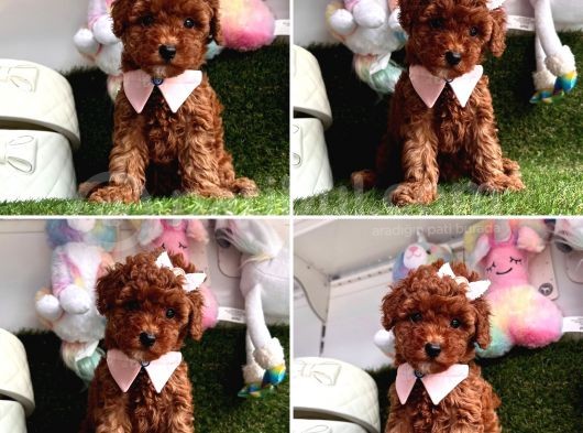 Sabah Güneşi Poodle