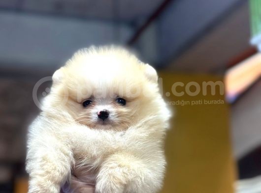 Kusursuz Biblo Pomerian Yavrularımız görsel