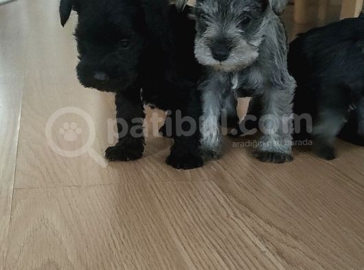 Nasıl Çok Güzelim Degilmi görsel