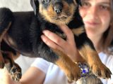 Secereli Rottweiler Yavru Bursa Köpek Okulu