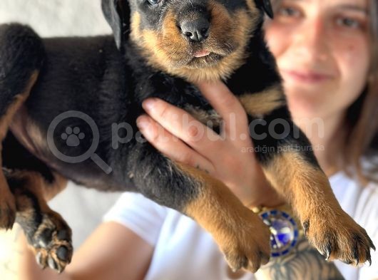 Secereli Rottweiler Yavru Bursa Köpek Okulu görsel