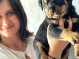 Secereli Rottweiler Yavru Bursa Köpek Okulu