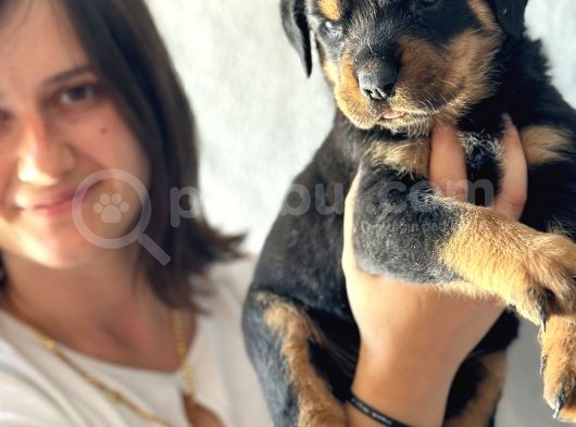 Secereli Rottweiler Yavru Bursa Köpek Okulu görsel