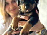 Secereli Rottweiler Yavru bursa köpek okulu