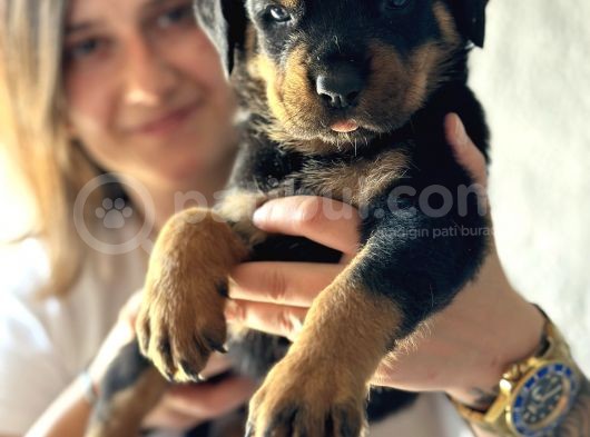 Secereli Rottweiler Yavru Bursa Köpek Okulu