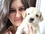 Golden Yavru Bursa Köpek Okulu