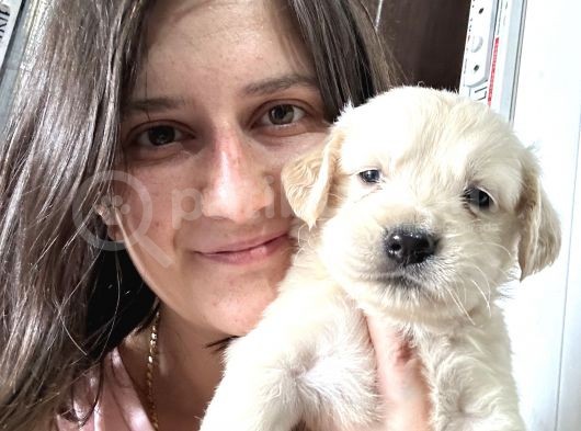 Golden Yavru Bursa Köpek Okulu görsel