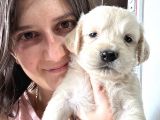 Golden yavru bursa köpek okulu