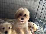Maltipoo Bebekler Bursa Köpek Okulu