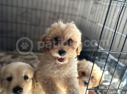 Maltipoo Bebekler Bursa Köpek Okulu görsel
