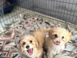 Maltipoo Bebekler Bursa Köpek Okulu