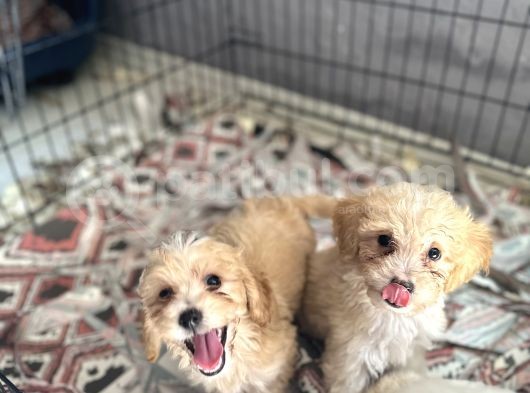 Maltipoo Bebekler Bursa Köpek Okulu görsel