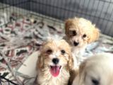 Maltipoo bebekler bursa köpek okulu