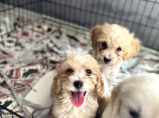 Maltipoo Bebekler Bursa Köpek Okulu