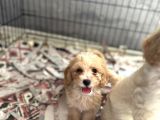 Maltipoo Bebekler Bursa Köpek Okulu