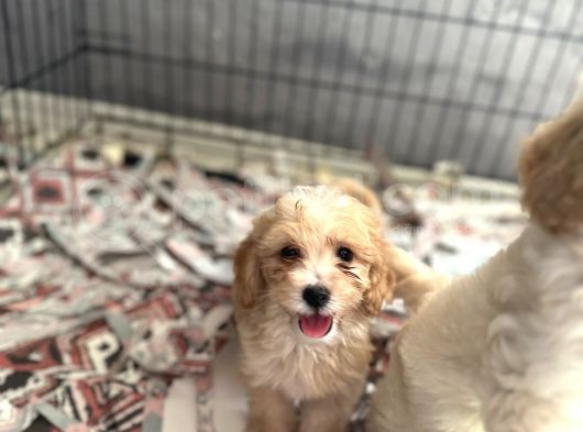 Maltipoo Bebekler Bursa Köpek Okulu görsel