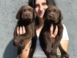 Labrador Bebeklerimiz Bursa Köpek Okulu