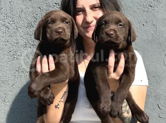 Labrador Bebeklerimiz Bursa Köpek Okulu