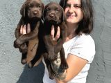Labrador Bebeklerimiz Bursa Köpek Okulu