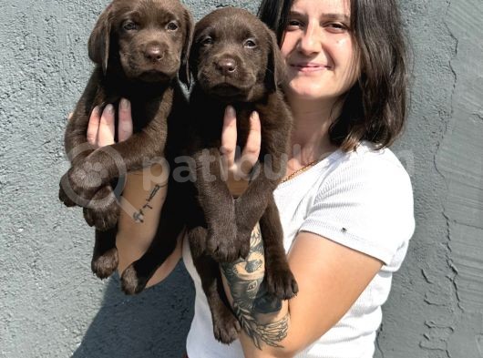 Labrador Bebeklerimiz Bursa Köpek Okulu görsel