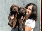 Labrador Bebeklerimiz Bursa Köpek Okulu
