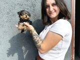 Yorkshire Yavru Bursa Köpek okulu